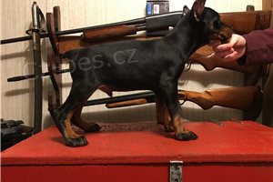 Rodokmen tata Dobermann.