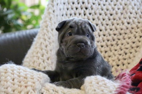 Rodokmen tata Shar Pei.