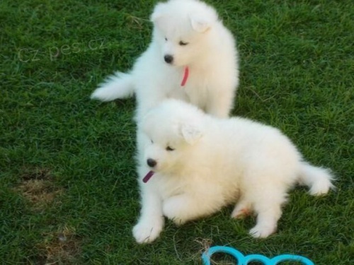 Samoyed tata.