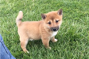 Sladk Shiba Inu tata.