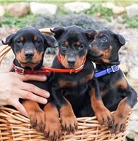 Doberman Pinscher tata.