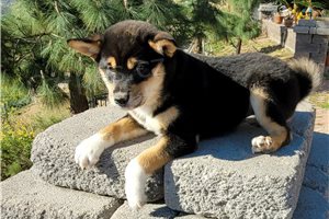 Rozkon tata Shiba Inu.