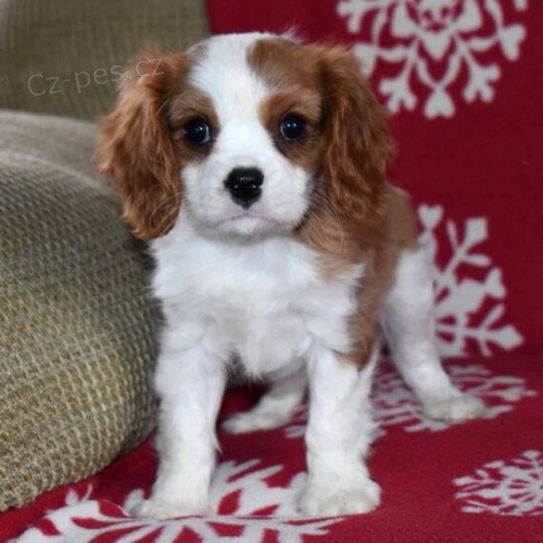 zdrav a okovan tata Kavalr King Charles Spaniel k adopci.