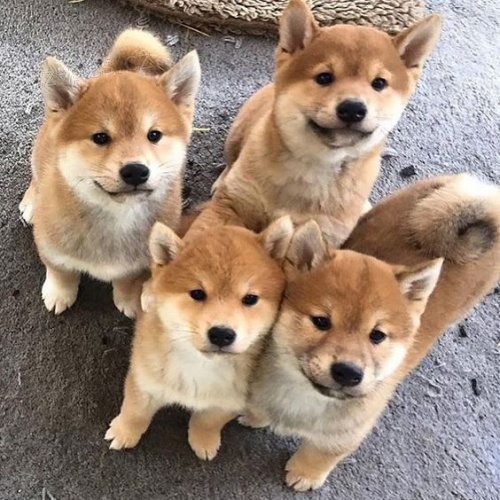 Rozkon ttka shiba inu k adopci