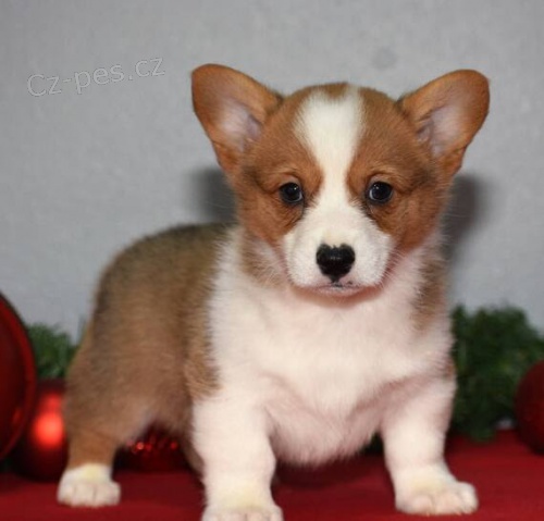 zdrav tata Pembroke Welsh Corgi k adopci.