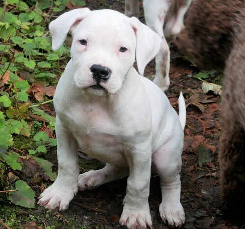 ZDRAV PAN A ENA dogo argentino tata k adopci