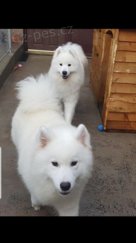 ڞasn Samoyed tata.