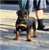 Krsn ttka Rottweiler pipravena.