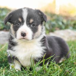 Corgi Pembroke tata.