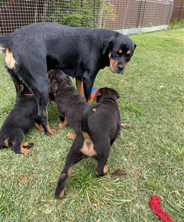 Sladk tata rottweiler.