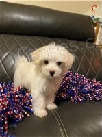 Sladk tata Maltipoo.