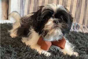 Chytr shih Tzu ttka.