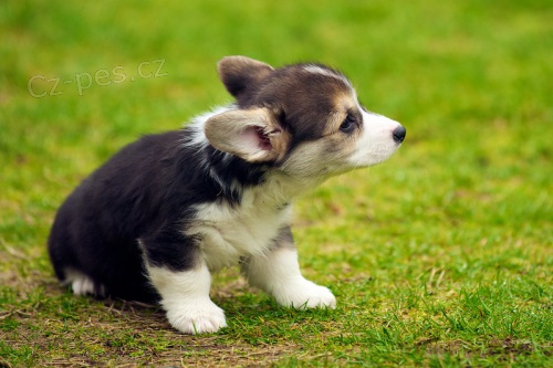 tata Welsh Corgi