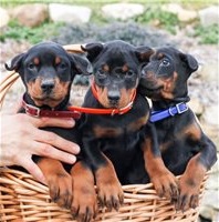 Doberman Pinscher tata.