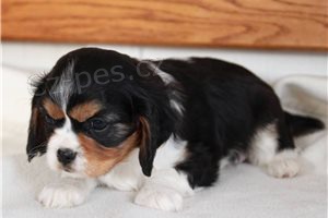 Roztomil Cavalier King Charles tata.