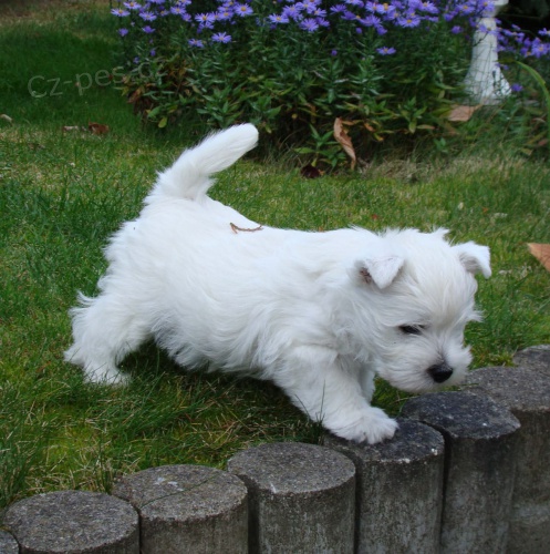 West Highland Terrier mini tata ochotn mt nov domovy