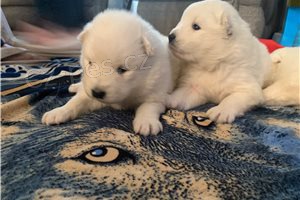 Samoyed tata.