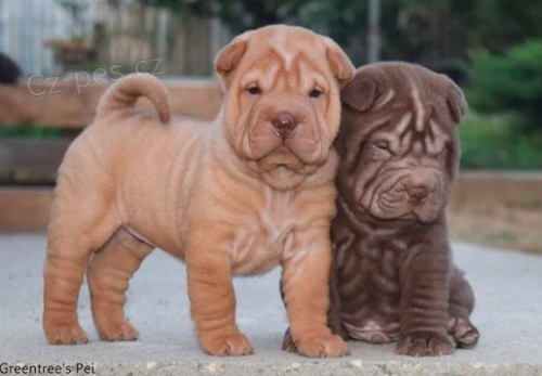 Krsn, zdrav a okovan ttka shar-pei k adopci