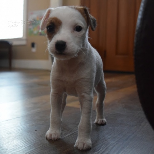 asn a zdrav ttka jack russell terira k adopci