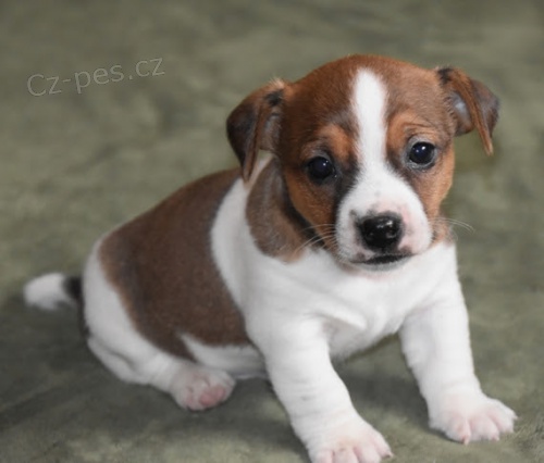 zdrav tata jack russell terira k adopci