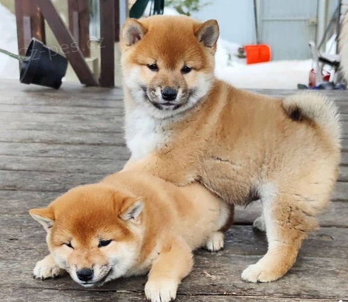 Rozkon a krsn okovan ttka shiba inu k adopci