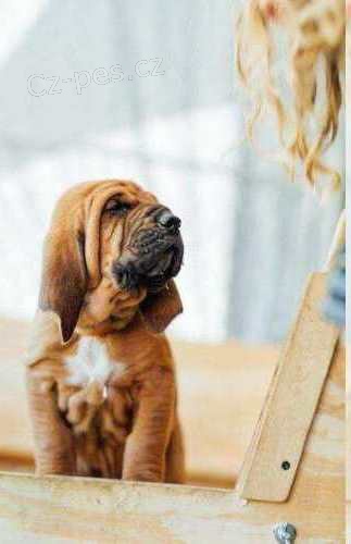 dispozici ttka Bloodhound..