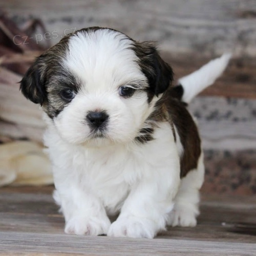 tata SHIH TZU k adopci