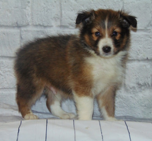 zdrav a okovan tata sheltie k adopci