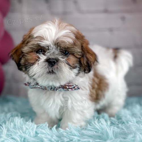 Prodm tata SHIH TZU