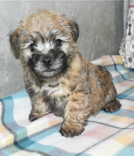 tata Cairn Terrier