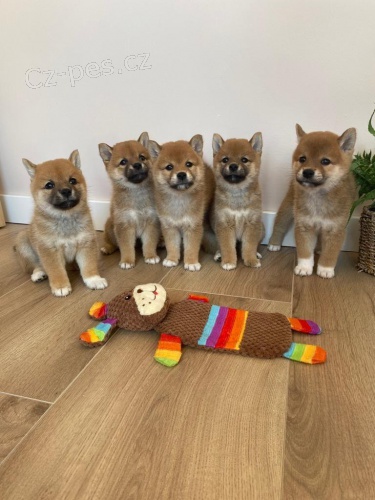 tata Shiba Inu.