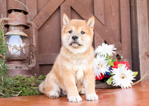 tata Shiba Inu.