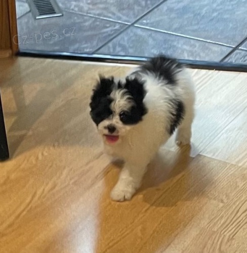 tata Japanese Chin