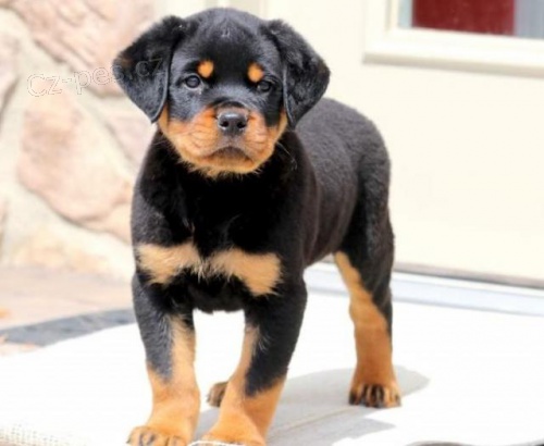 Ndhern tata rottweiler.