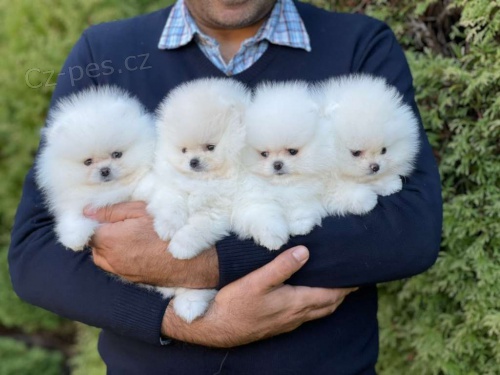 Mini pomeranian s PP