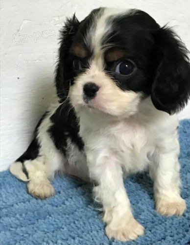 Cavalier King Charlse tata.