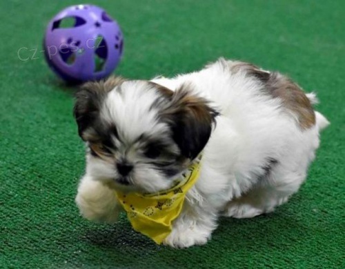 Krsn ttka Shih Tzu.