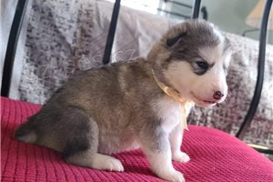 Ndhern tata alaskan Malamute.