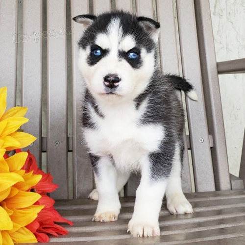 Rozkon sibisk husky s krsnma modrma oima. ttka jsou vechna oderven, okovan a socializovan.