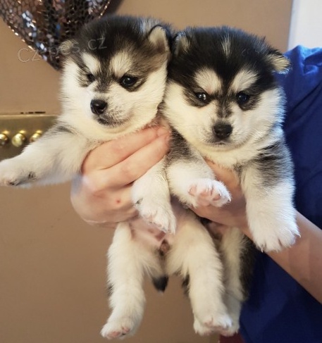 Krsn tata Pomskies na prodej (kenec sibisk a pomeranian)