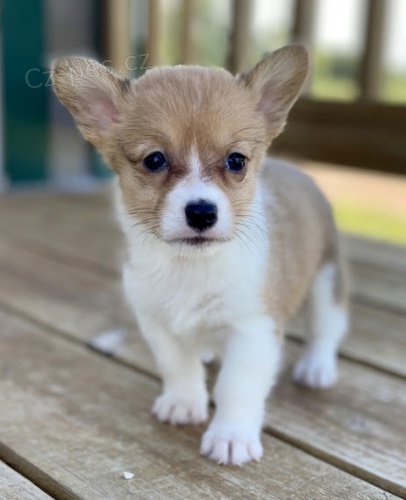 Prodm tata Pembroke Welsh Corgi.