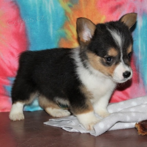 Prodm tata Pembroke Welsh Corgi.