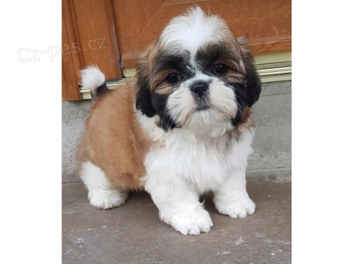 Mal velikost Shih Tzu tata.