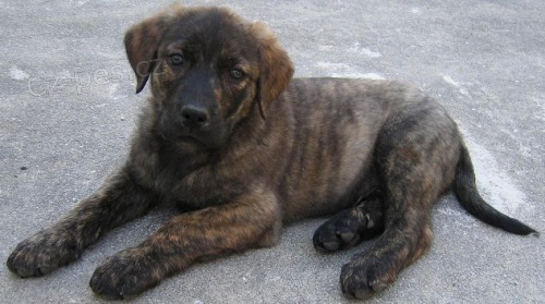 Prodm tata C&#227;o de Castro Laboreiro