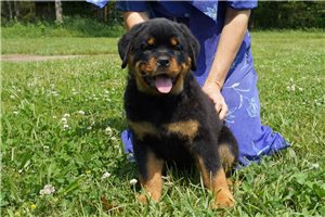 tata rottweiler nejvy kvality.