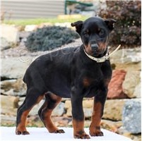 Krsn doberman Pinscher tata.