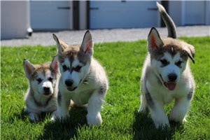 tata alaskan Malamute.