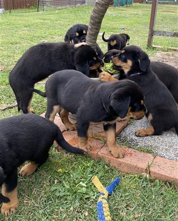 tata rottweiler.