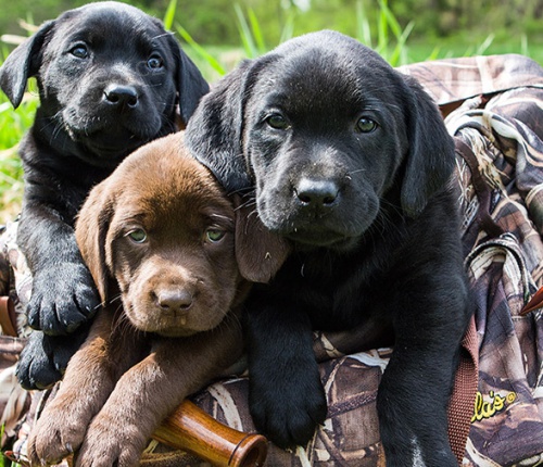 tata labradorskho retrvra. Kontaktujte pro podrobnosti.