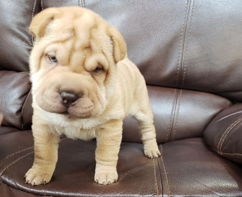 Prodm zdrav tata shar-pei.